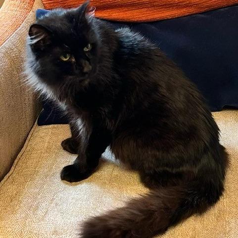 Enlarge Philbert, a Adoptable Domestic Long Hair in Talent, OR image 2/2