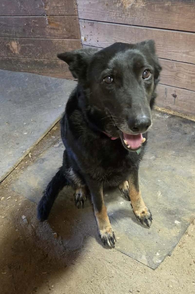 Layla, Adoptable, Young Female German Shepherd Dog.
