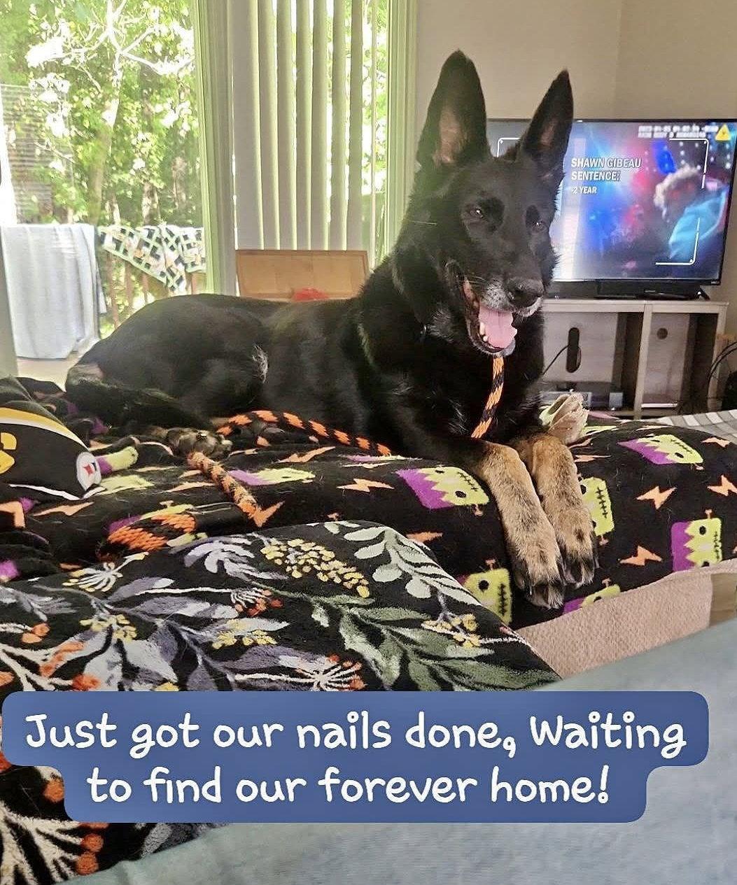 Enlarge Layla, a Adoptable German Shepherd Dog in Rocky Point, NC image 2/3