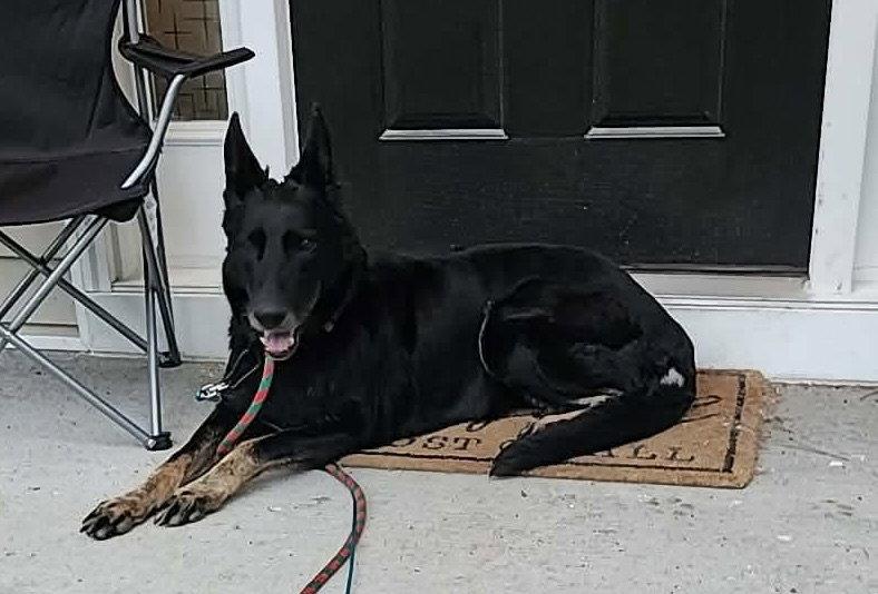 Enlarge Layla, a Adoptable German Shepherd Dog in Rocky Point, NC image 3/3