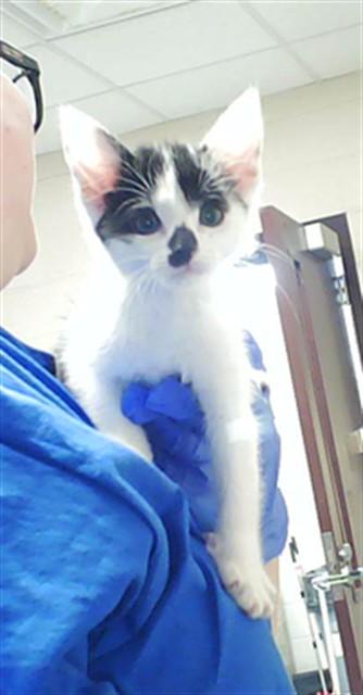 MOO, Adoptable, Kitten Female Domestic Short Hair.