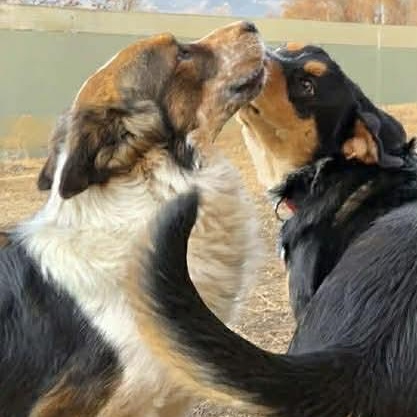 Enlarge Sampson, a ADOPTABLE mixed breed in TWISP, WA image 3/6