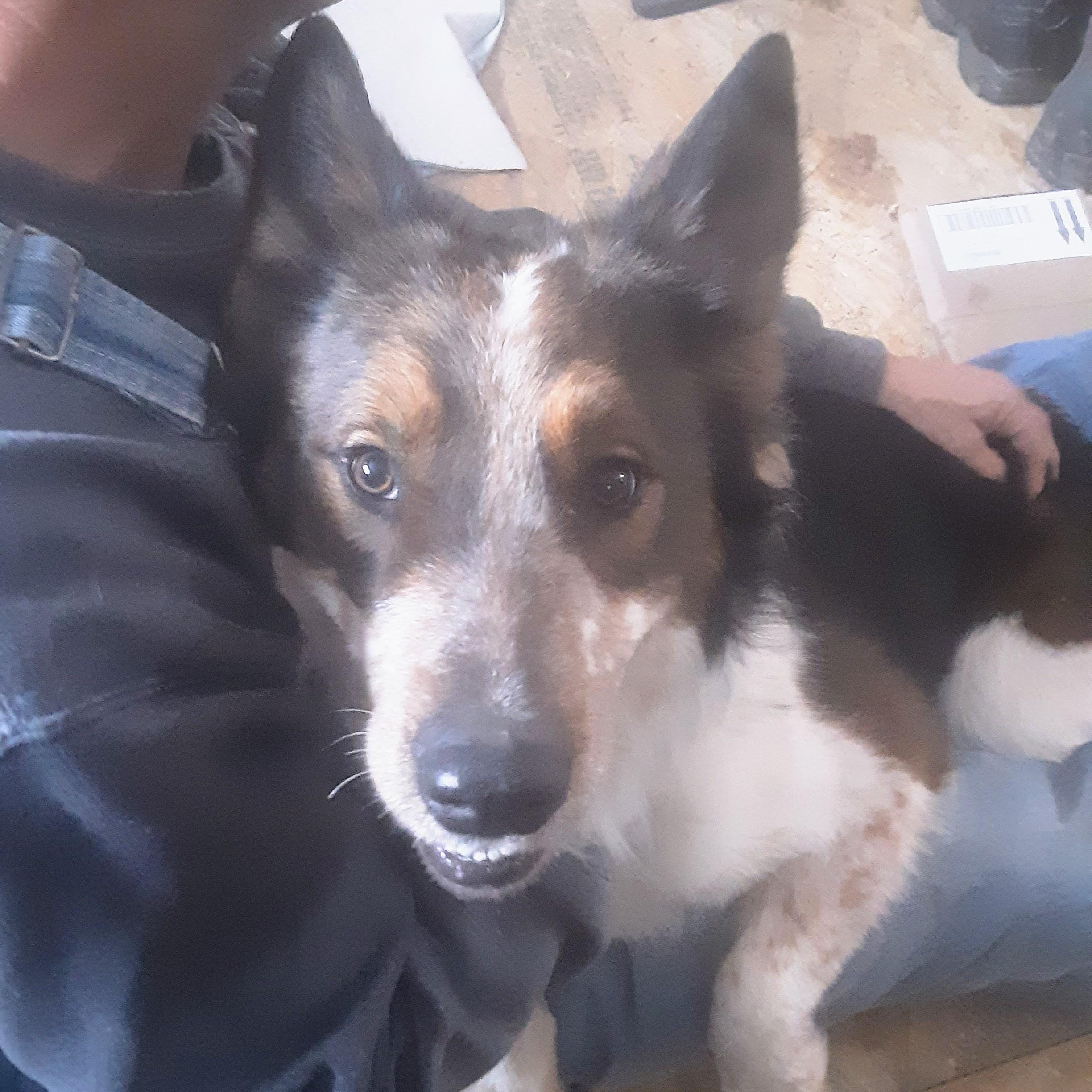 Enlarge Sampson, a ADOPTABLE mixed breed in TWISP, WA image 4/6