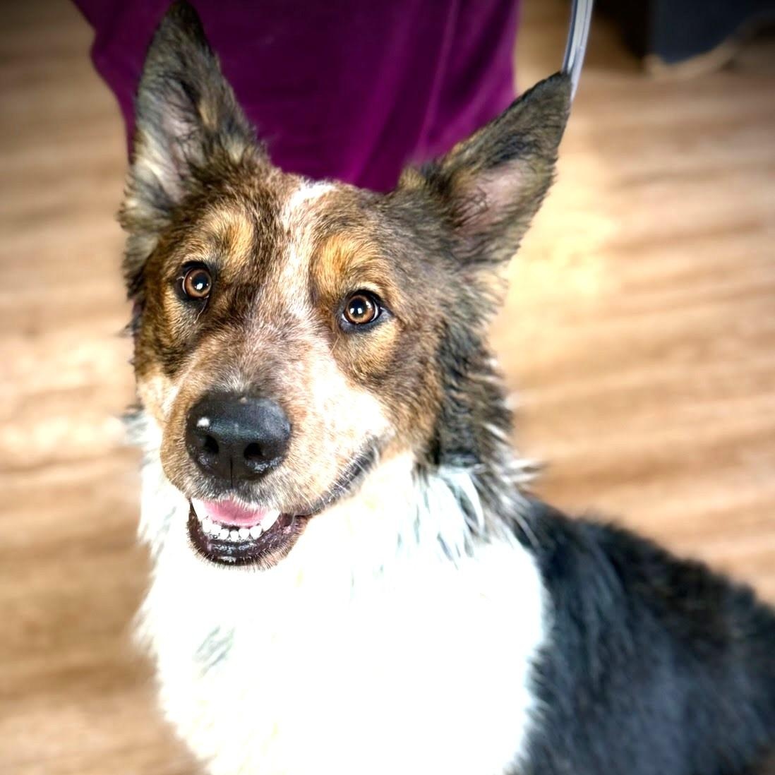 Enlarge Sampson, a ADOPTABLE mixed breed in TWISP, WA image 1/6