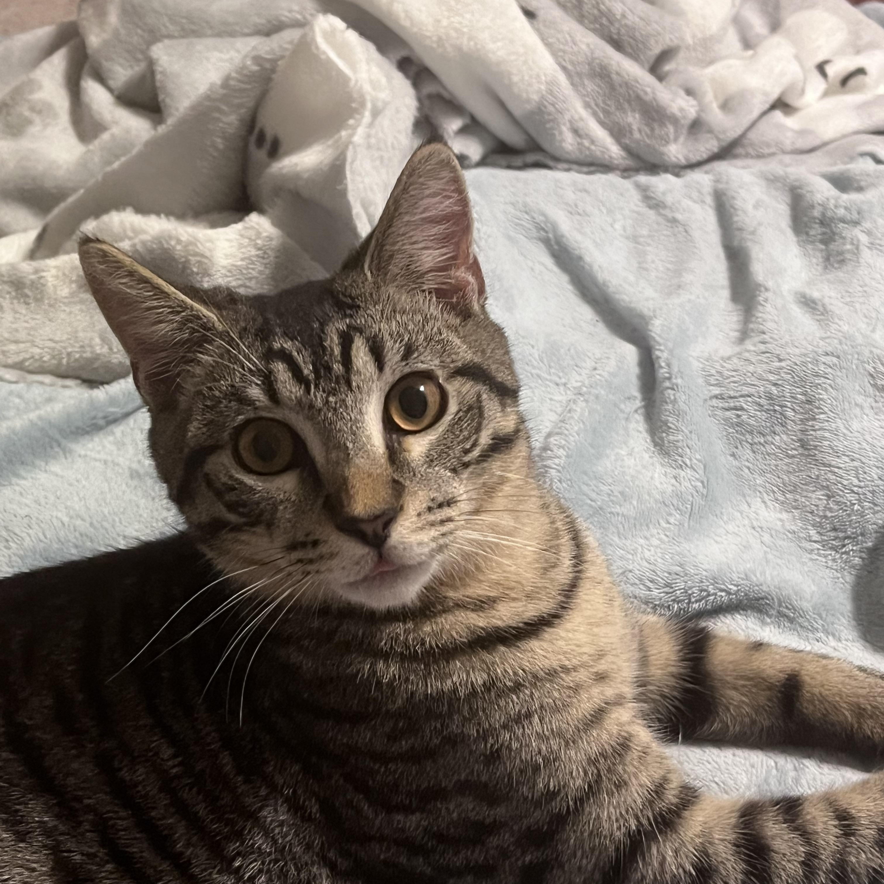 Tripoli, ADOPTABLE, Kitten Male Domestic Short Hair.