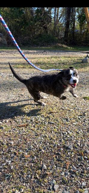 Enlarge Cherry, a ADOPTABLE mixed breed in Bloomingdale, NJ image 6/6