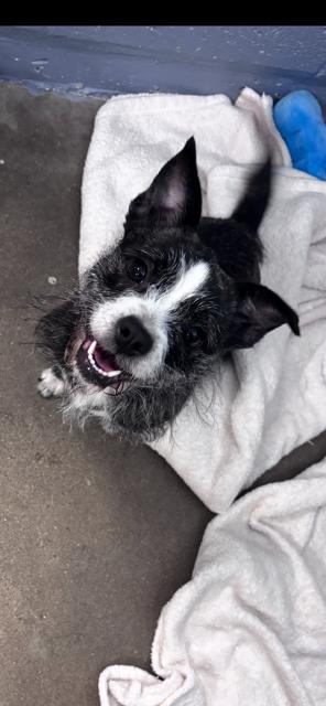 Enlarge Cherry, a ADOPTABLE mixed breed in Bloomingdale, NJ image 3/6