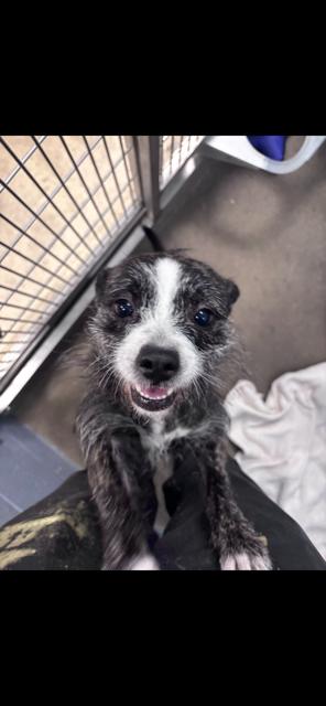 Cherry, ADOPTABLE, Young Female Chihuahua & Border Terrier.