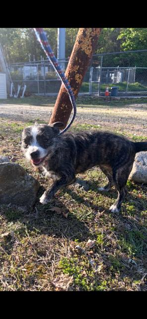 Enlarge Cherry, a ADOPTABLE mixed breed in Bloomingdale, NJ image 4/6