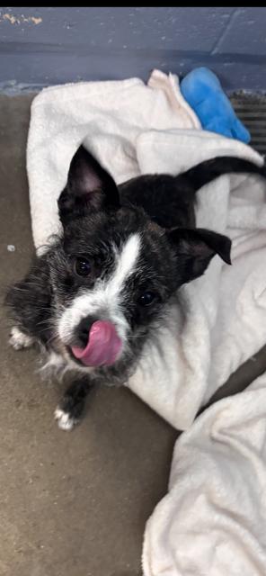 Enlarge Cherry, a ADOPTABLE mixed breed in Bloomingdale, NJ image 2/6