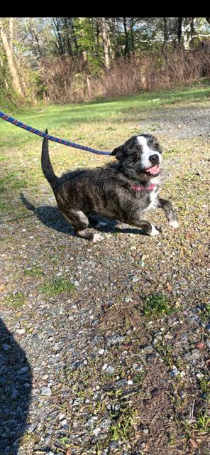 Enlarge Cherry, a ADOPTABLE mixed breed in Bloomingdale, NJ image 5/6