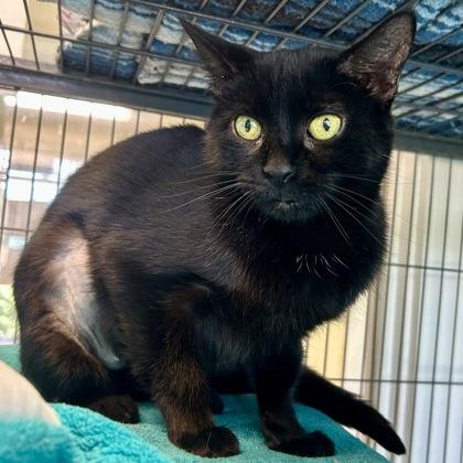 Sarabi, a Adoptable mixed breed in East Montpelier, VT image 1/2