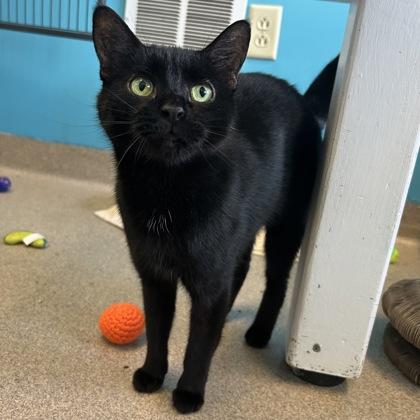 Sarabi, a Adoptable mixed breed in East Montpelier, VT image 2/2
