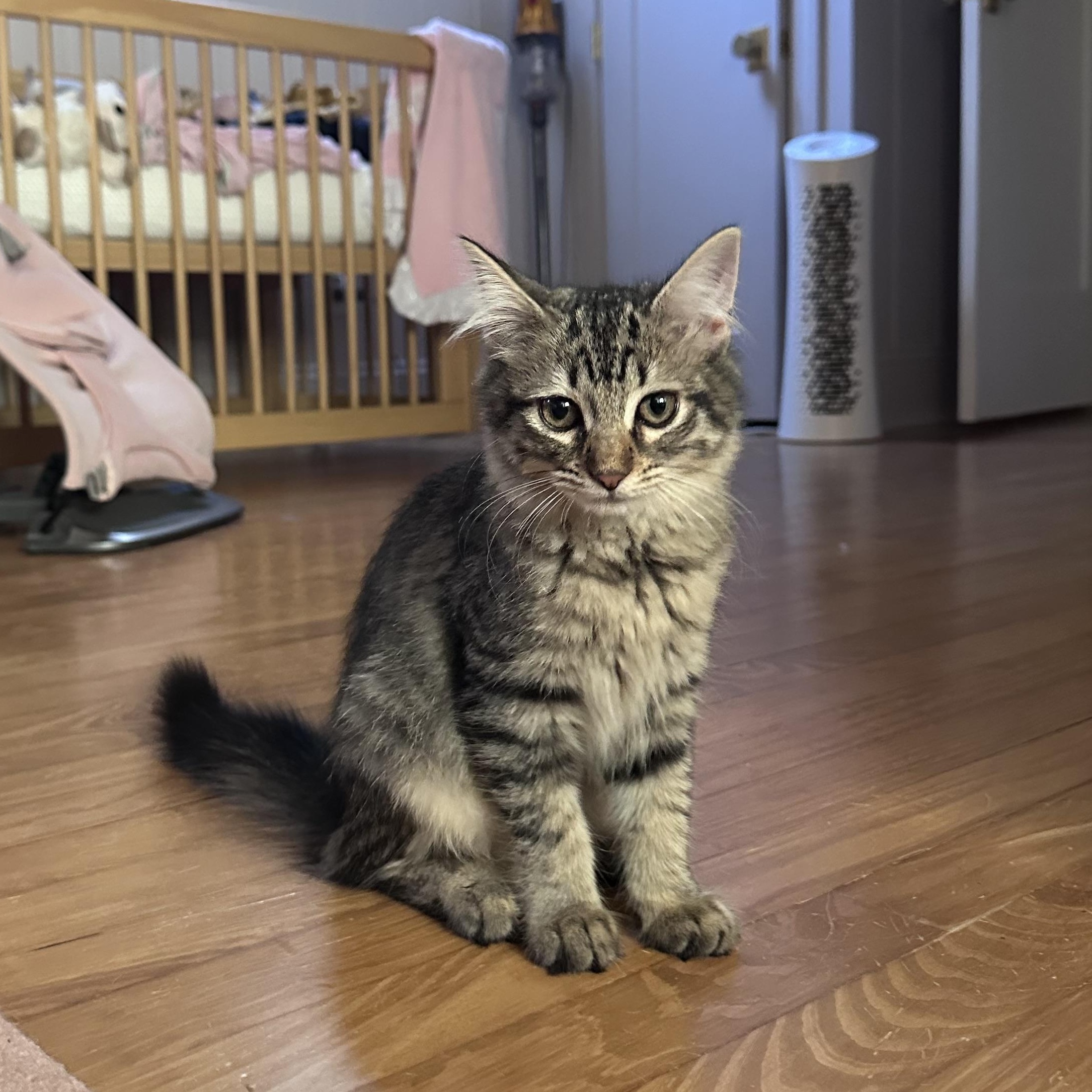 Lala, adopted, Kitten Female Domestic Long Hair.