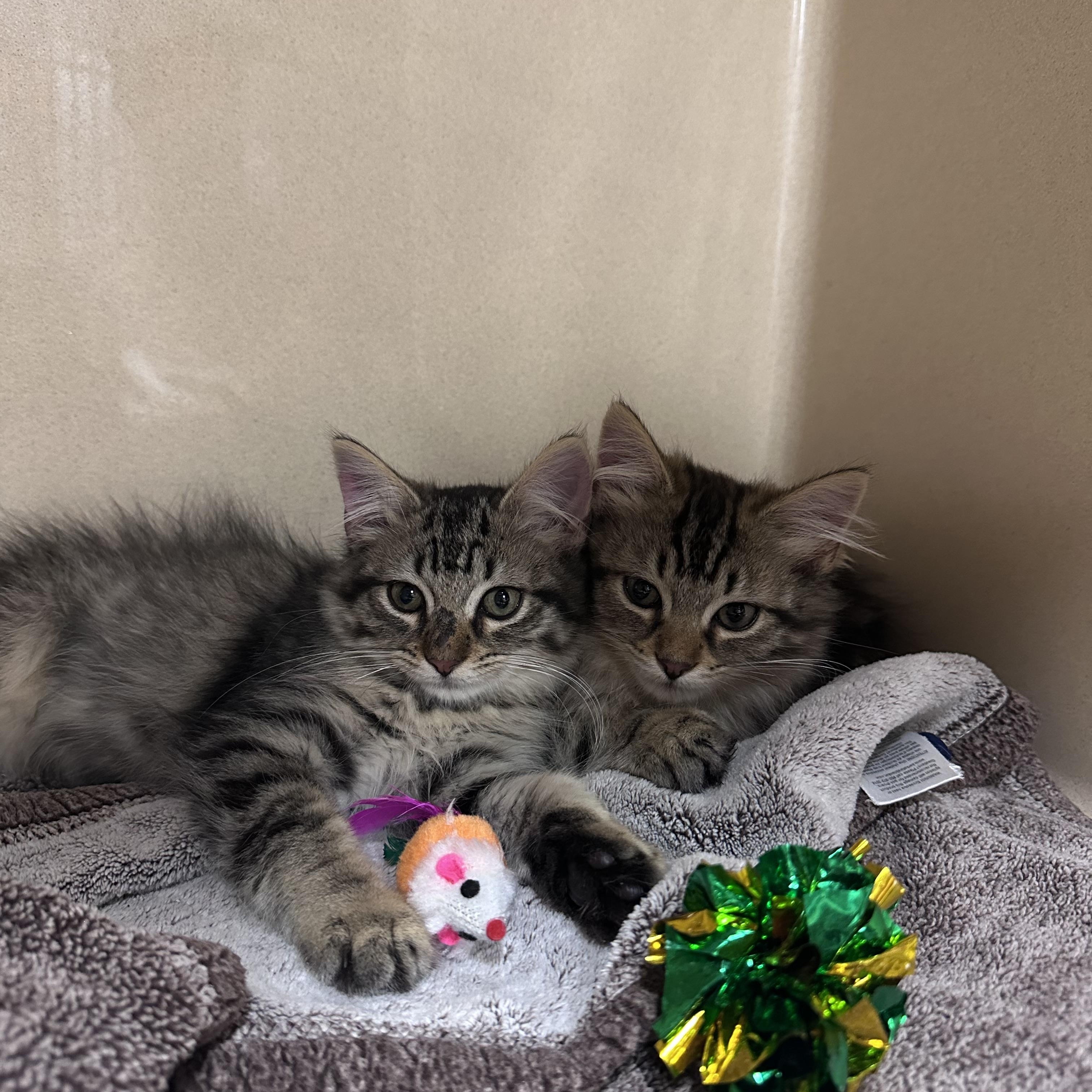 Lala, an adopted Domestic Long Hair in Brick, NJ image 3/4