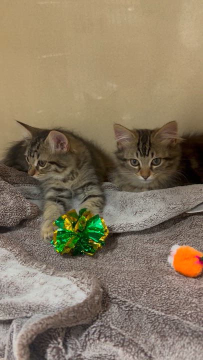 Enlarge Lala, an adopted Domestic Long Hair in Brick, NJ video 4/4