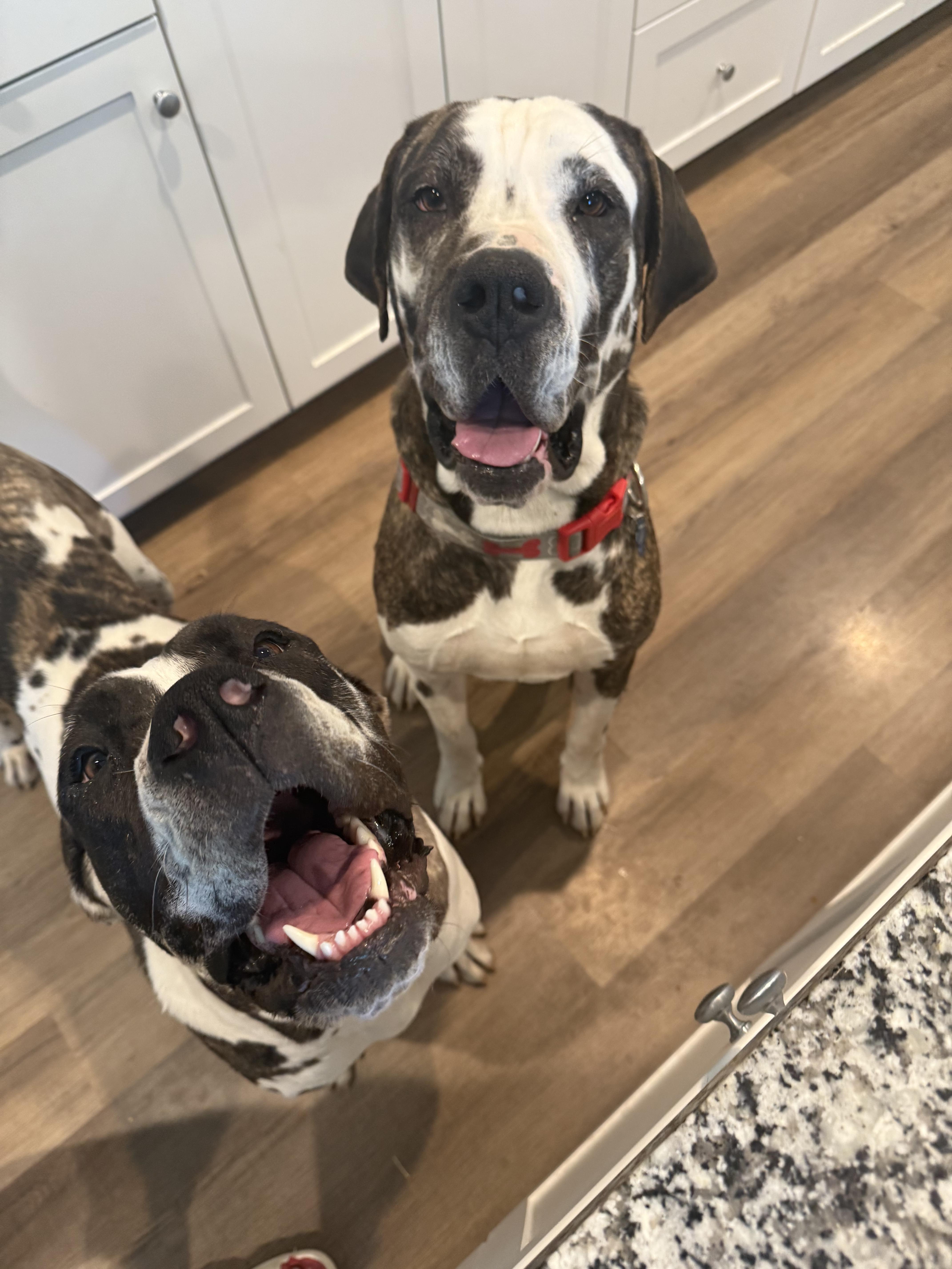 Cosmo & Star