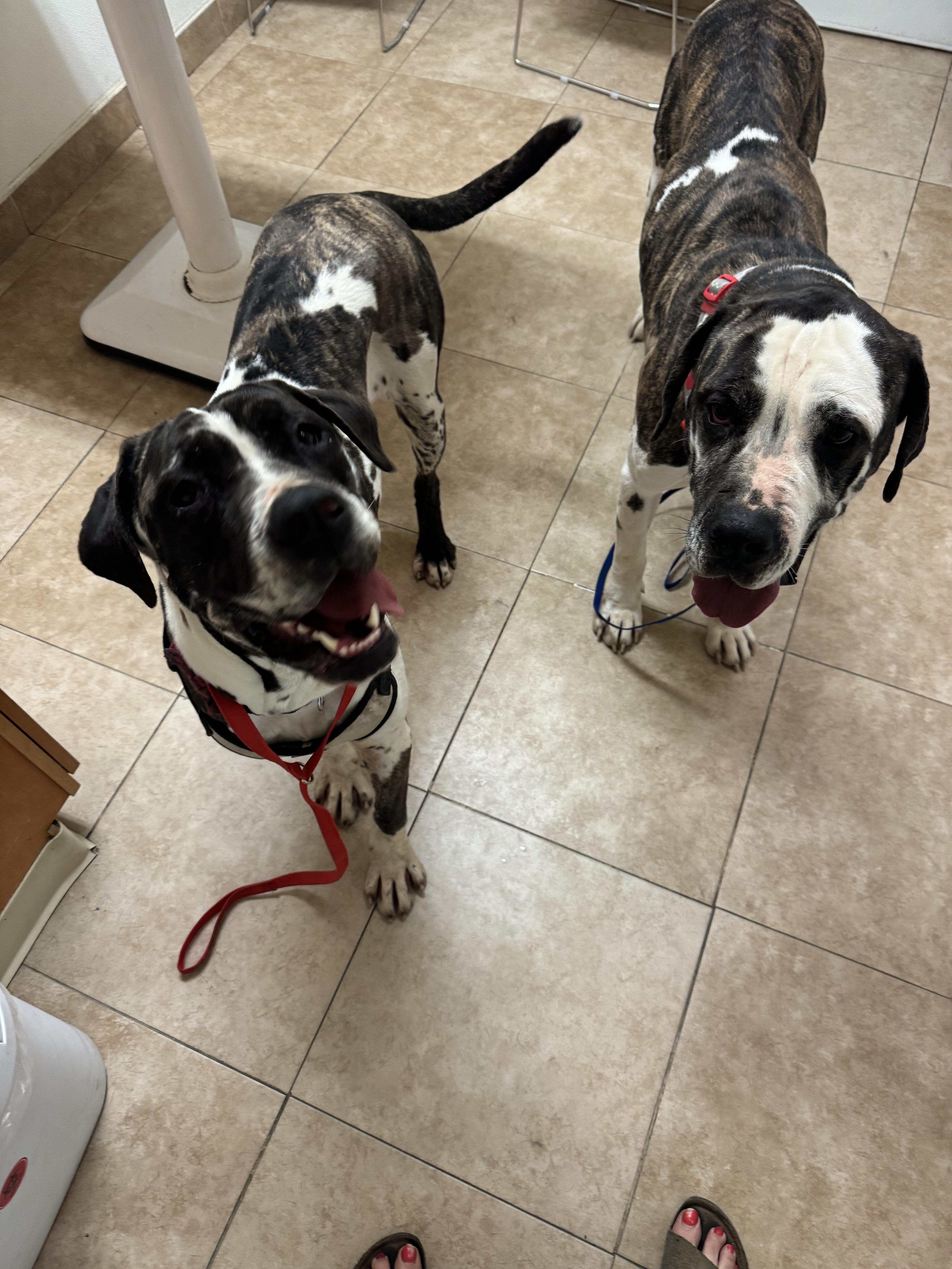 Cosmo & Star