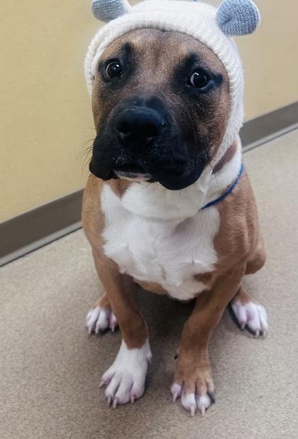 Murph, Adoptable, Young Male Pit Bull Terrier & Mixed Breed.
