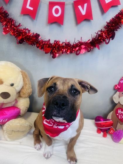 Enlarge Murph, a Adoptable mixed breed in Cedar Hill, TX image 2/2