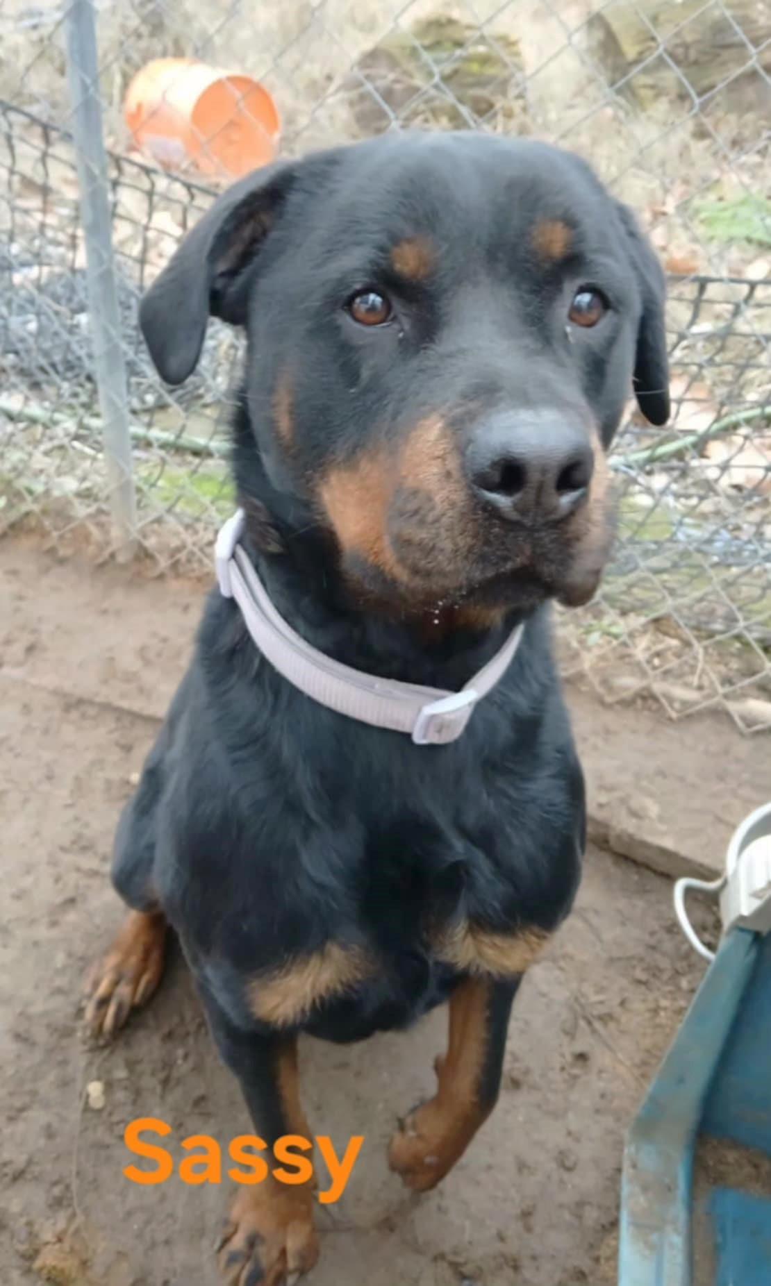 Enlarge Sassy, a ADOPTABLE Rottweiler in Lewiston, ID image 1/1