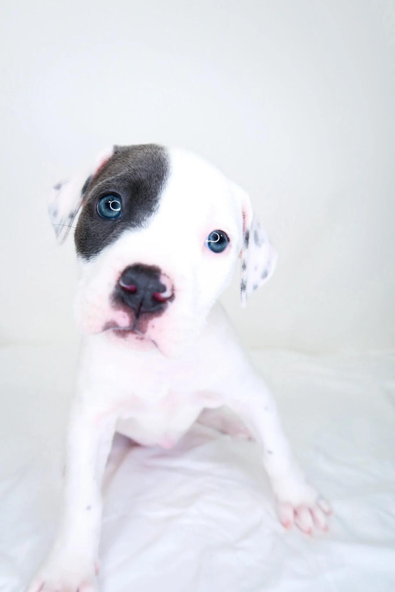 Darla, adopted, Puppy Female Pit Bull Terrier.
