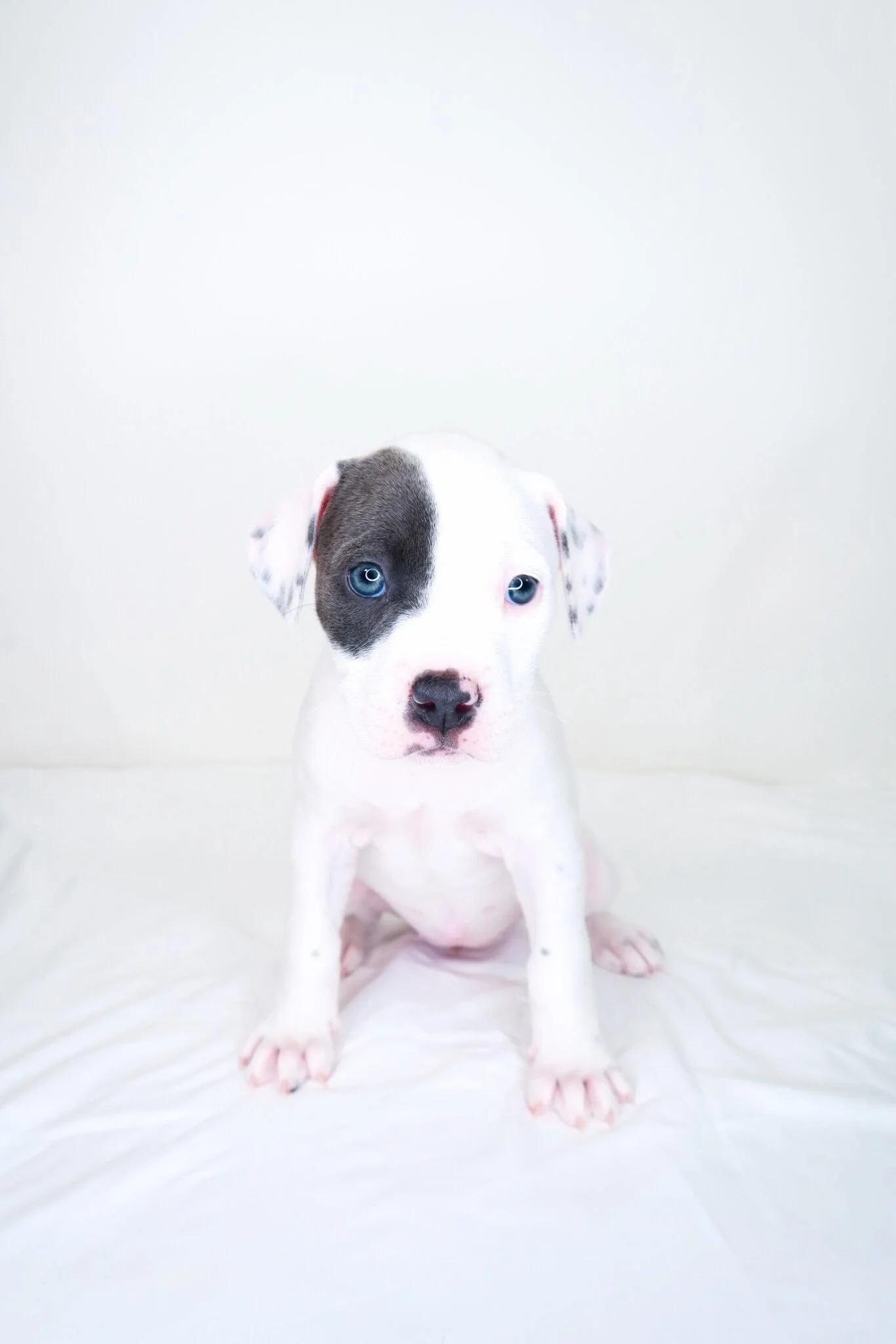 Enlarge Darla, an adopted mixed breed in Bixby, OK image 2/6