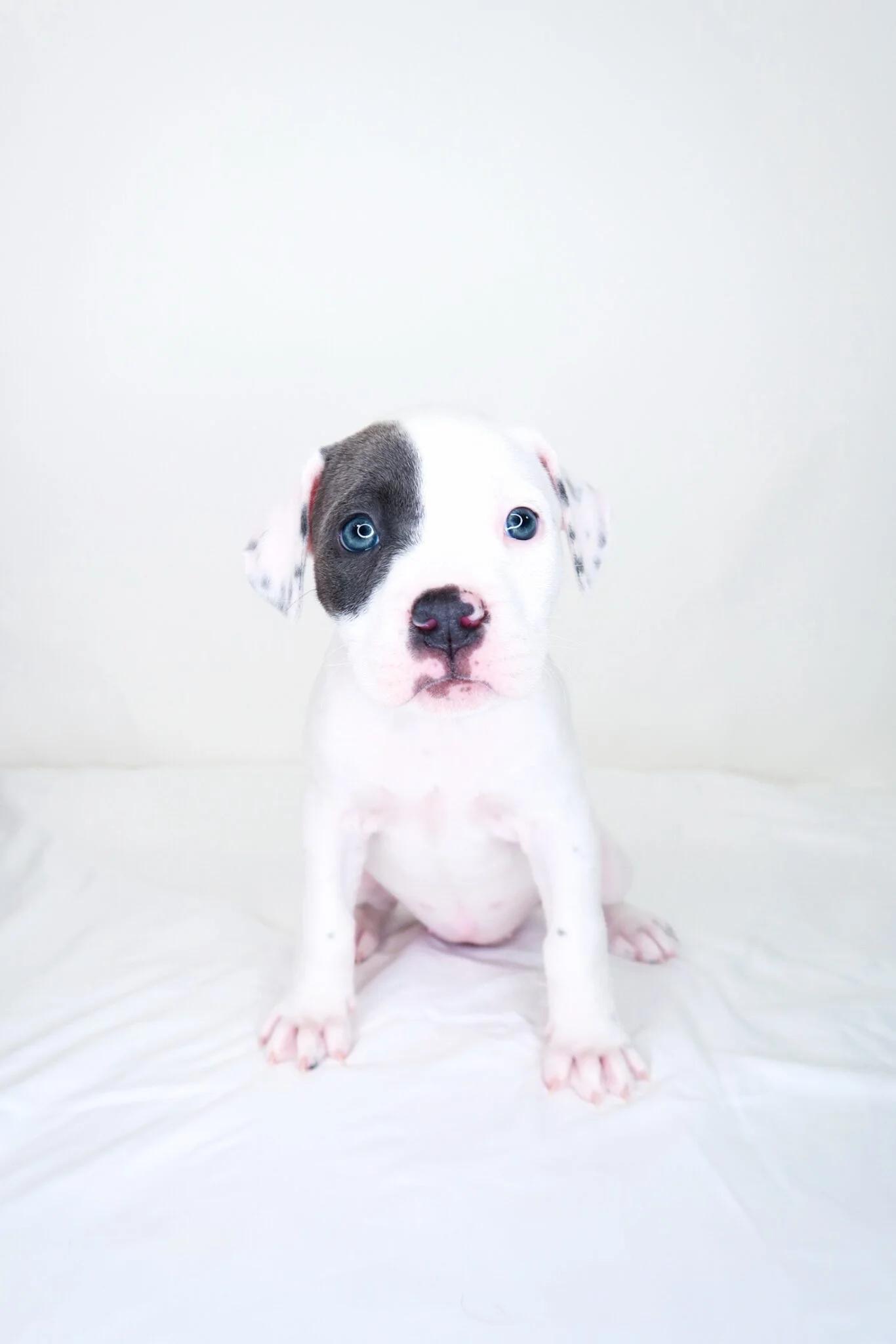 Enlarge Darla, an adopted mixed breed in Bixby, OK image 4/6