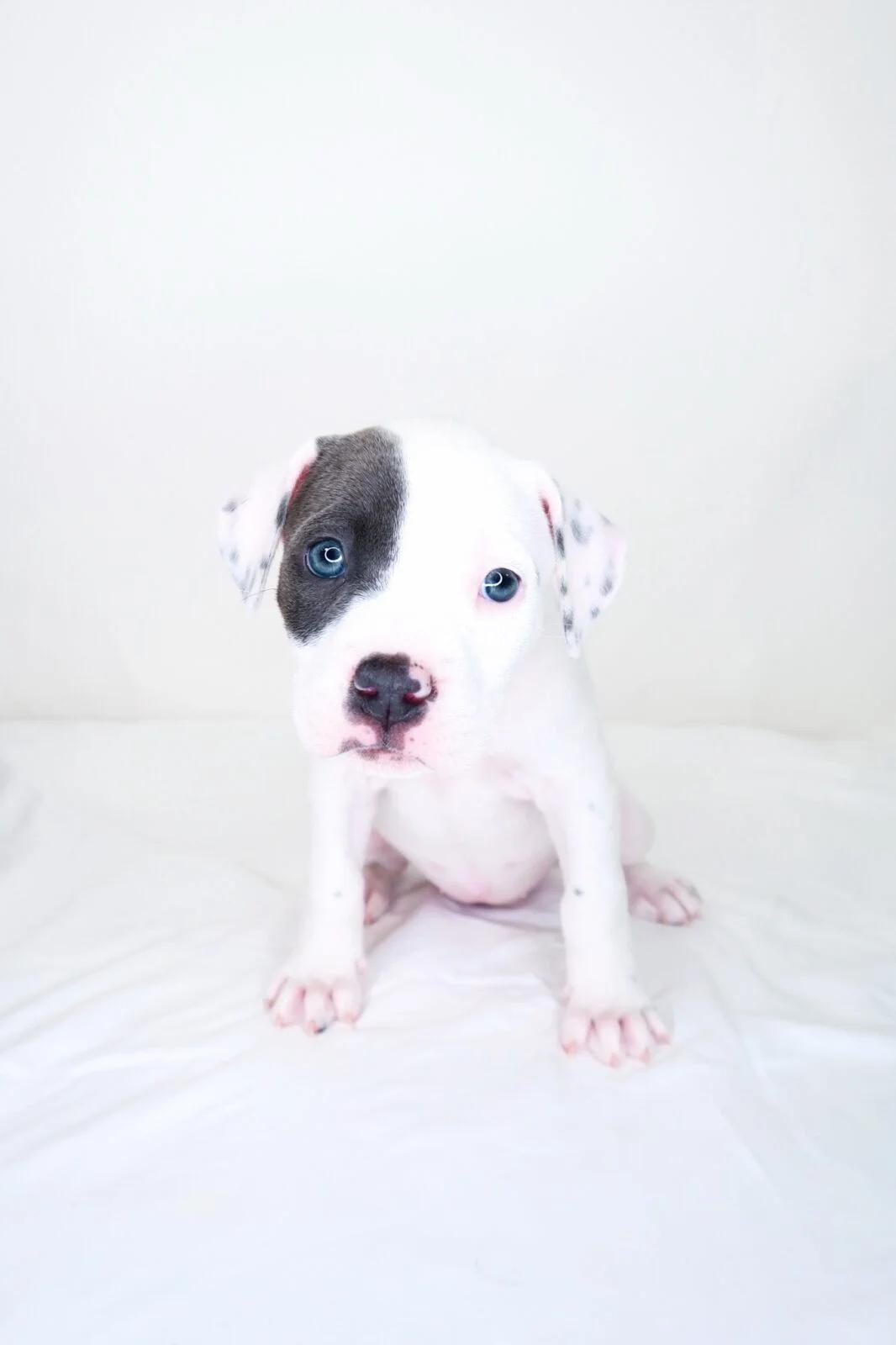 Enlarge Darla, an adopted mixed breed in Bixby, OK image 3/6