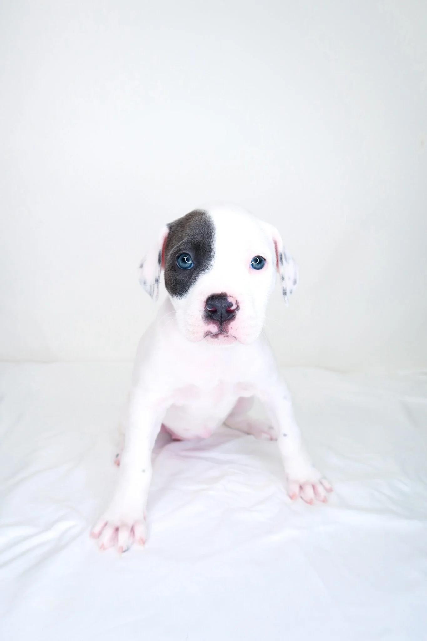 Enlarge Darla, an adopted mixed breed in Bixby, OK image 6/6