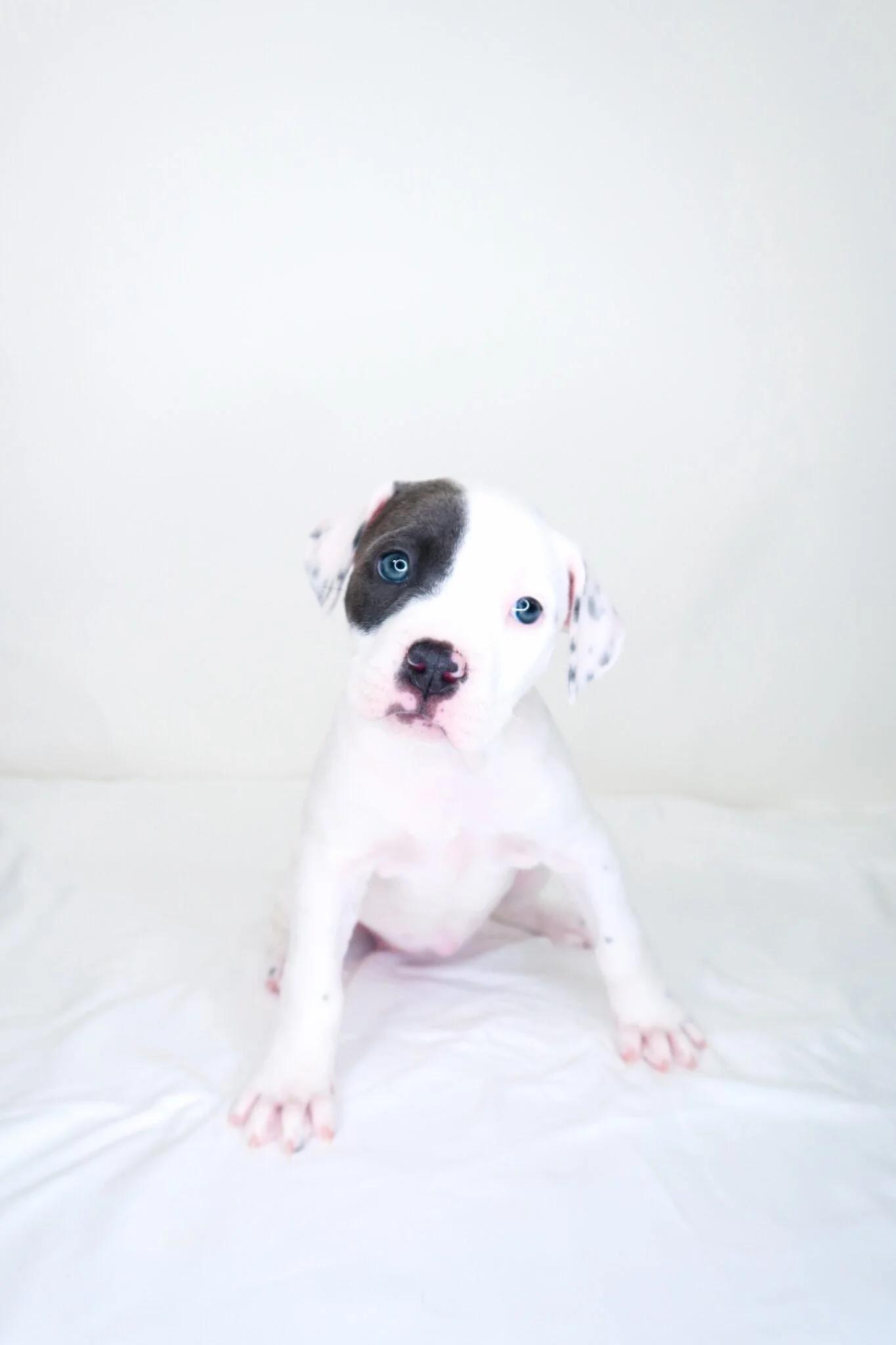 Enlarge Darla, an adopted mixed breed in Bixby, OK image 5/6