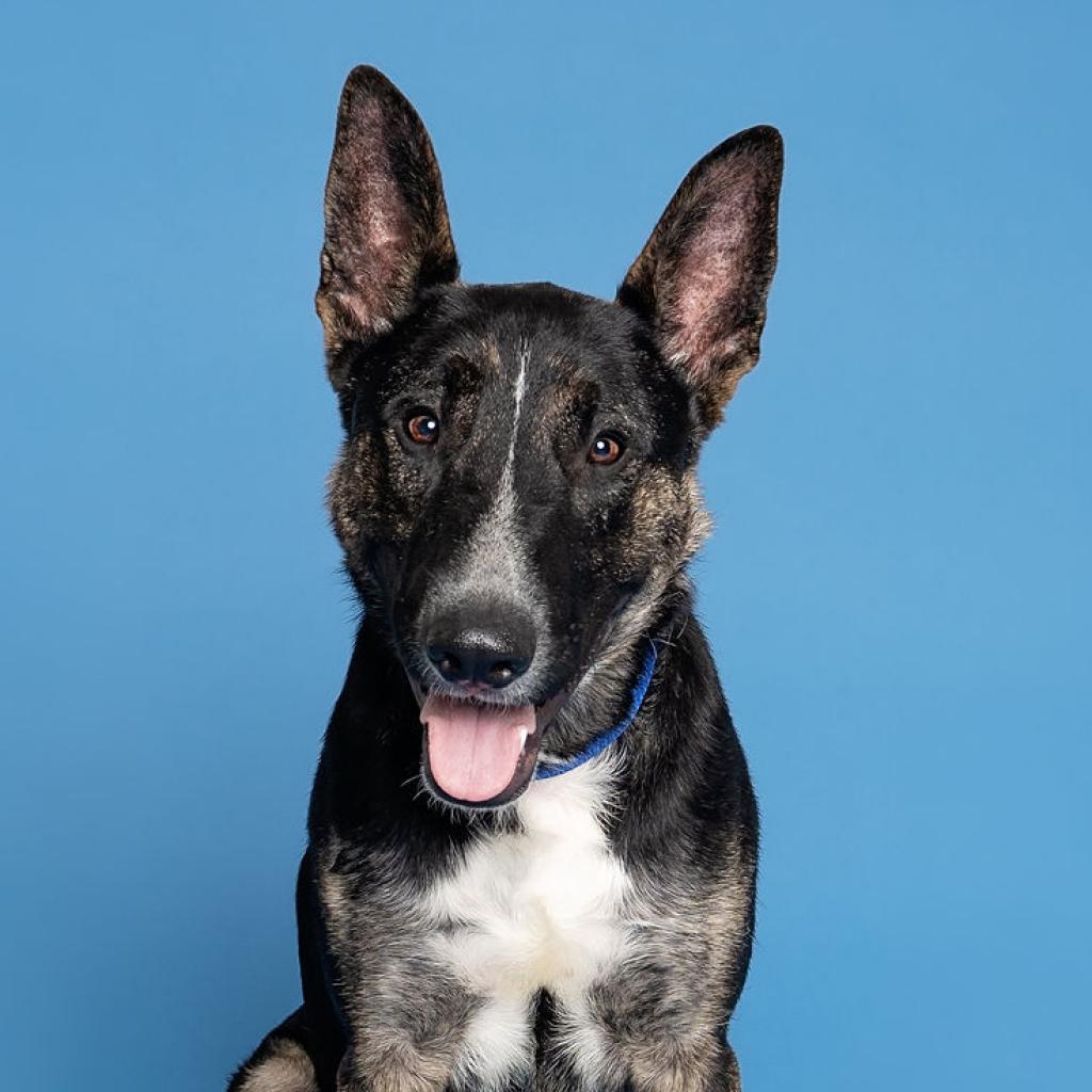 Enlarge Woofstock, a Adoptable mixed breed in Houston, TX image 1/6