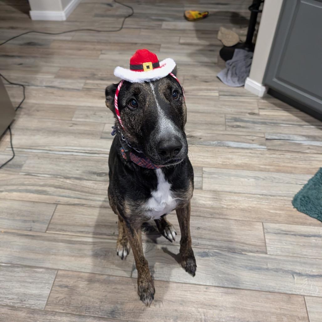 Enlarge Woofstock, a Adoptable mixed breed in Houston, TX image 5/6