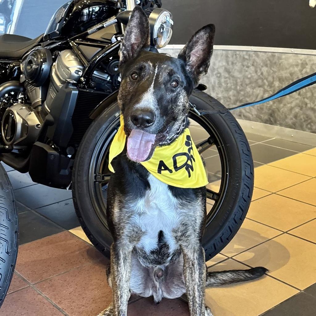 Enlarge Woofstock, a Adoptable mixed breed in Houston, TX image 6/6