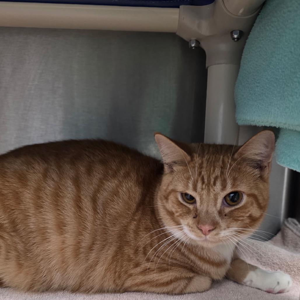 Enlarge Lou, a Adoptable Domestic Short Hair in Fort Wayne, IN image 1/1