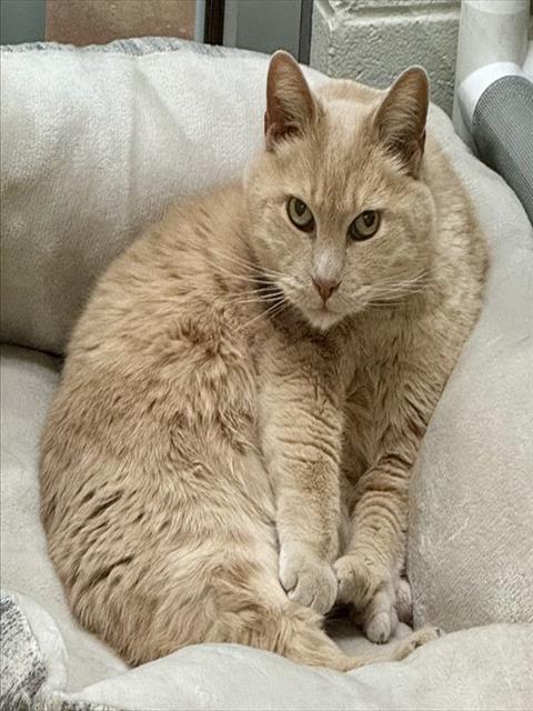 Enlarge PAW, a Adoptable Domestic Short Hair in Pueblo, CO image 1/1