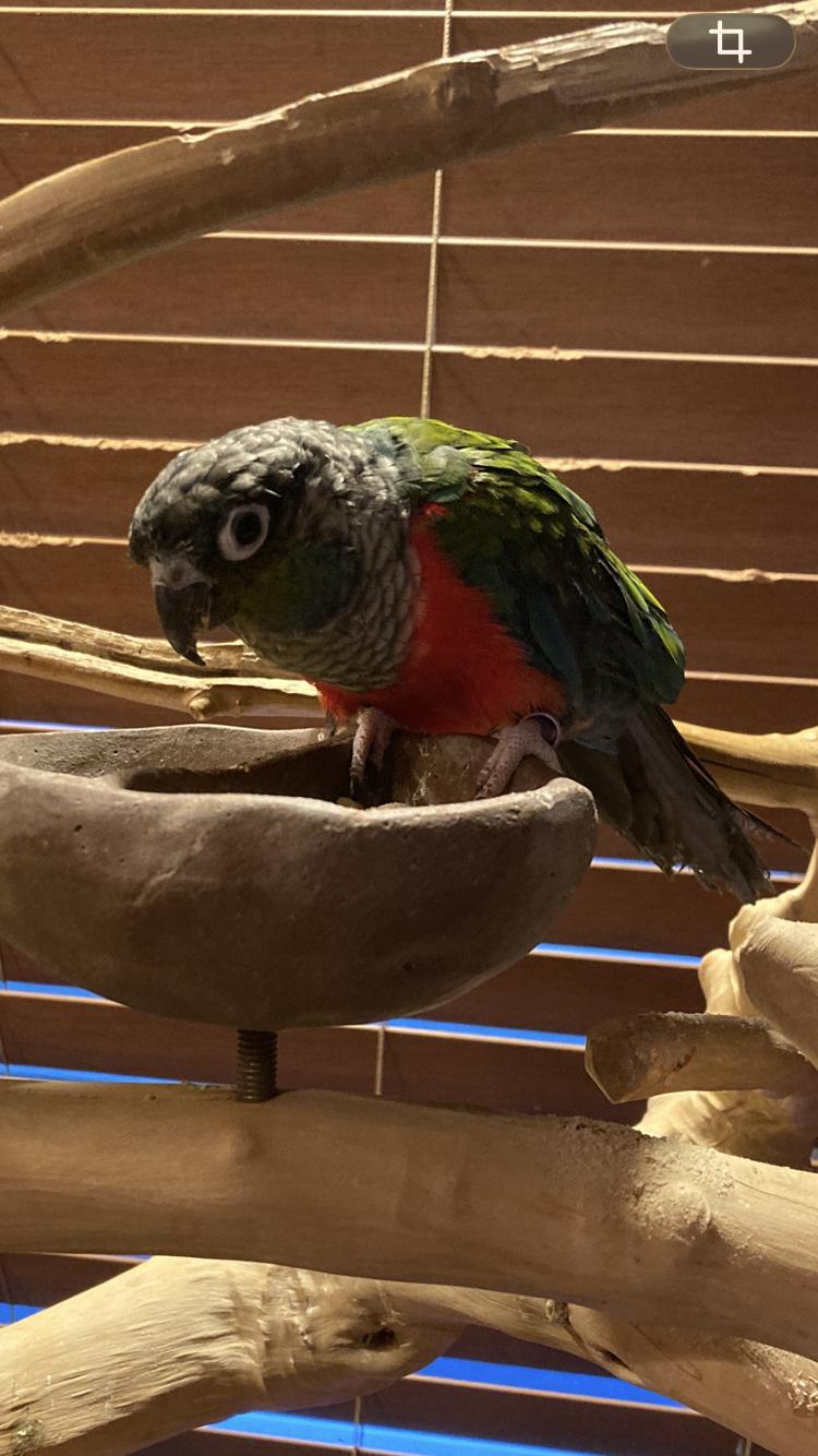Winston (Winny), Adoptable, Adult Female Conure.