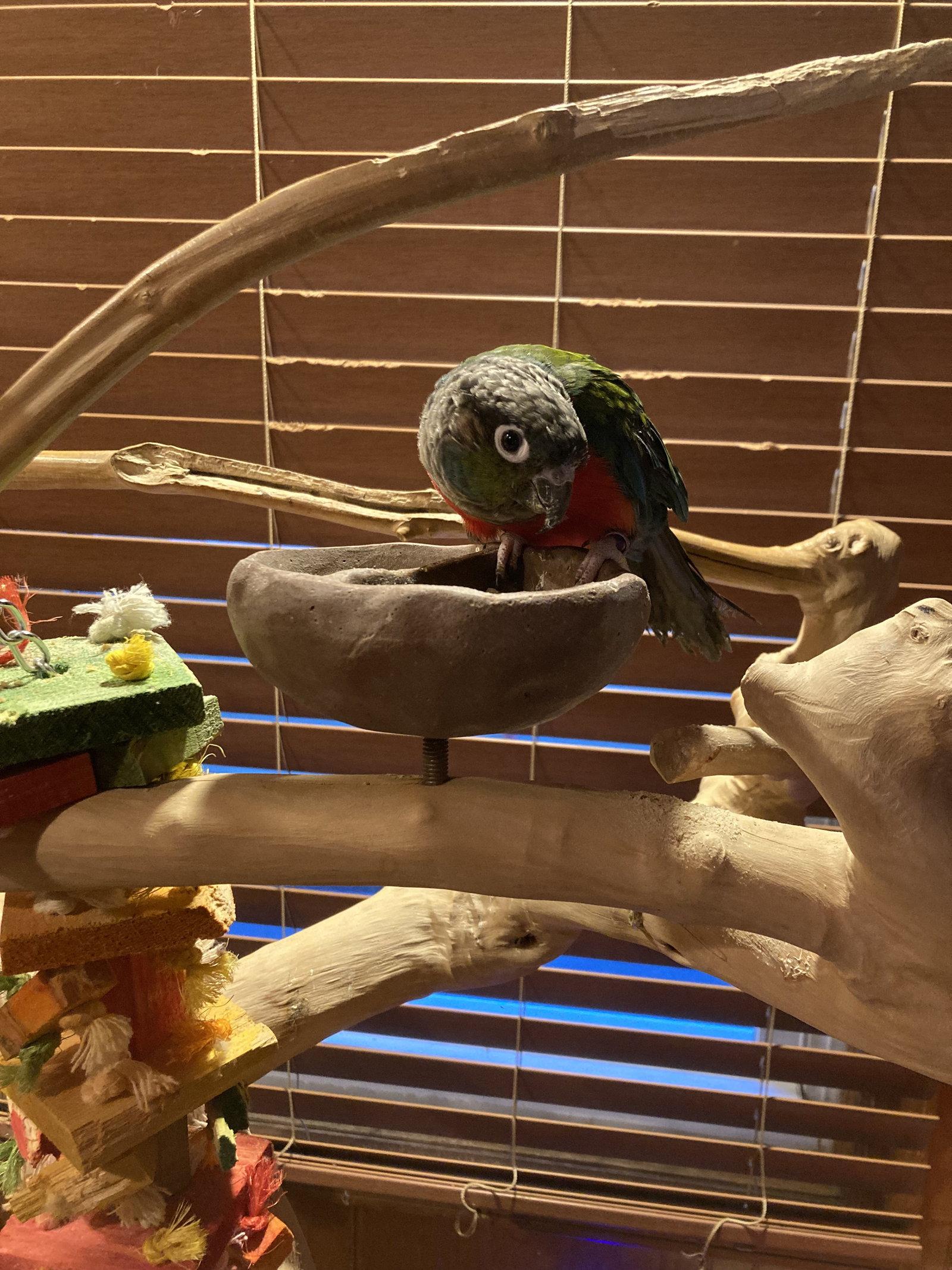 Enlarge Winston (Winny), a Adoptable Conure in Belford, NJ image 3/3