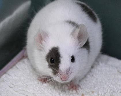 Lefty, Adoptable, Baby Male Mouse & Mouse.