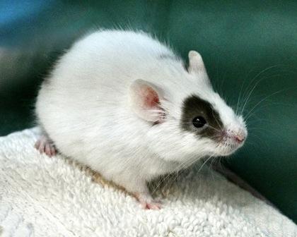 Enlarge Lefty, a Adoptable mixed breed in West Seneca, NY image 2/3