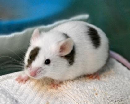 Enlarge Lefty, a Adoptable mixed breed in West Seneca, NY image 3/3