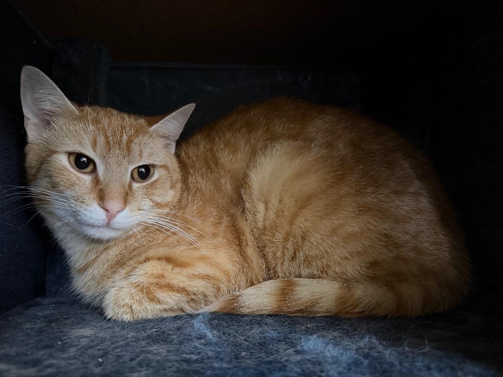 Enlarge O.J. (Ozzy James), a Adoptable mixed breed in Waverly, NY image 1/6