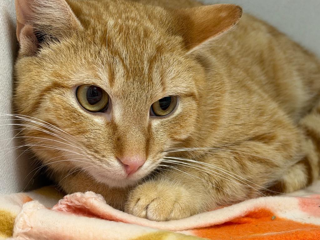 Enlarge O.J. (Ozzy James), a Adoptable mixed breed in Waverly, NY image 2/6