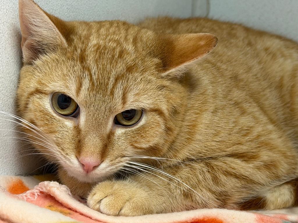 Enlarge O.J. (Ozzy James), a Adoptable mixed breed in Waverly, NY image 3/6