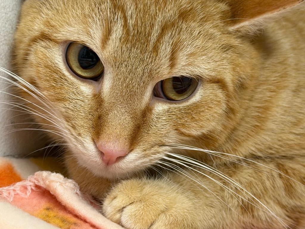 Enlarge O.J. (Ozzy James), a Adoptable mixed breed in Waverly, NY image 4/6