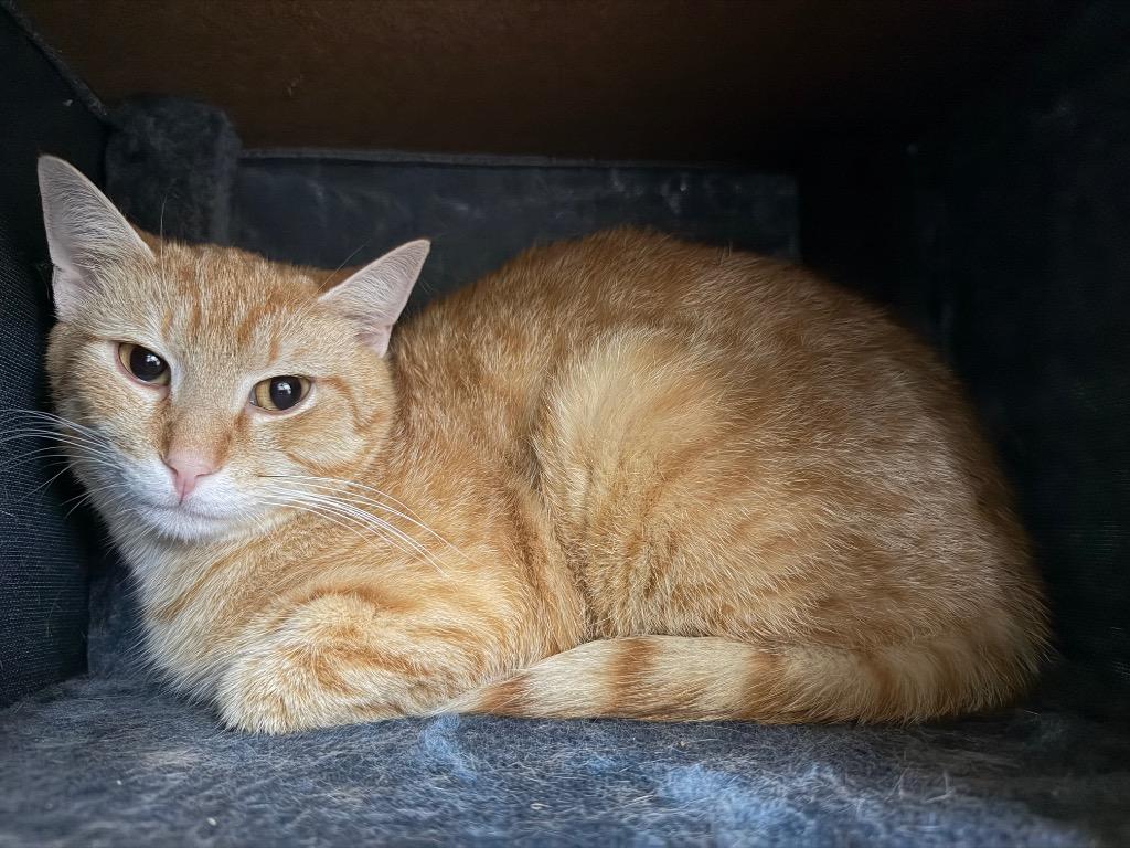 Enlarge O.J. (Ozzy James), a Adoptable mixed breed in Waverly, NY image 5/6