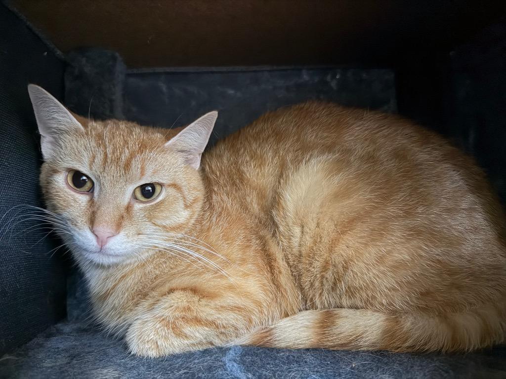 Enlarge O.J. (Ozzy James), a Adoptable mixed breed in Waverly, NY image 6/6