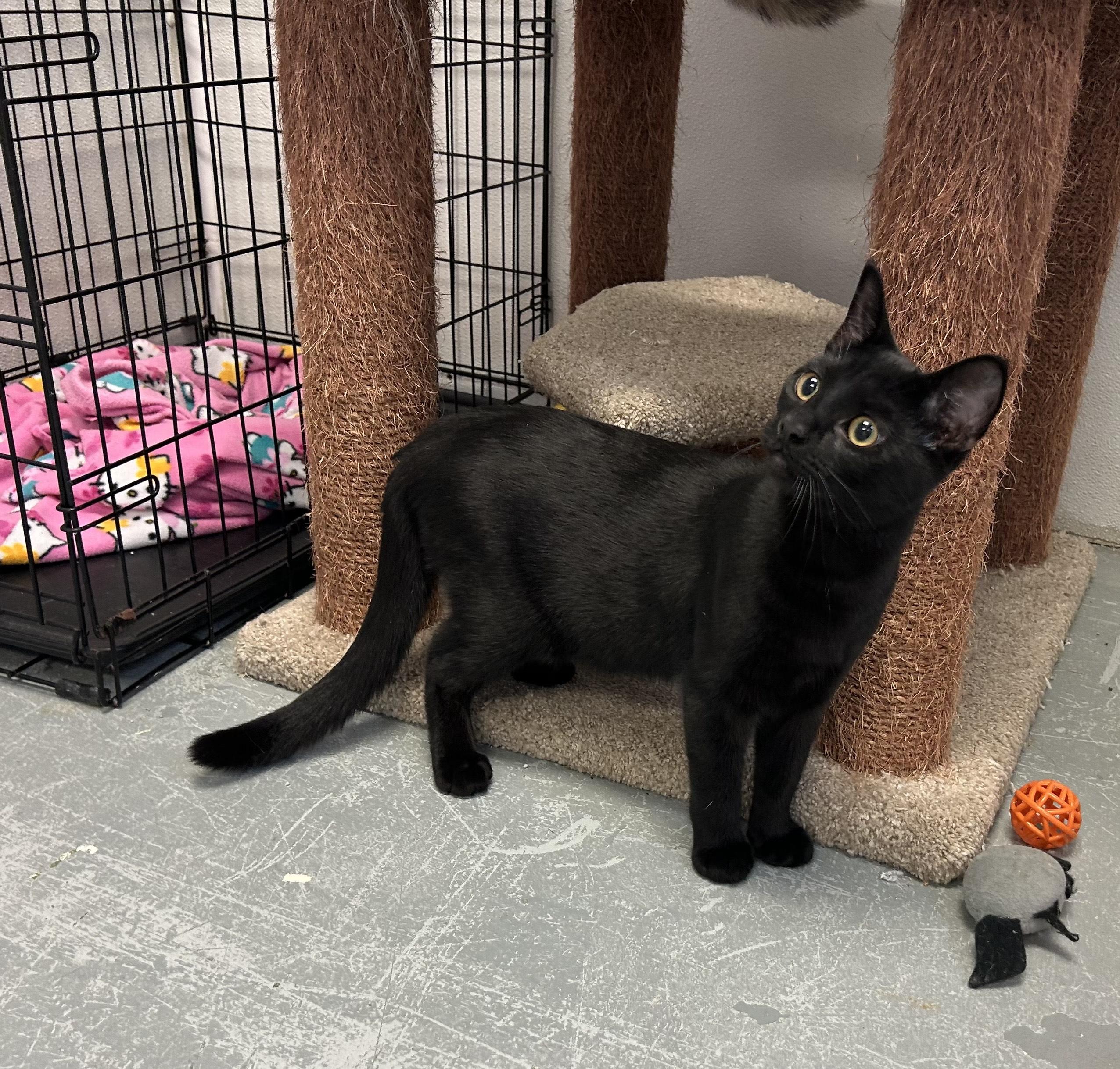 KALI, Adoptable, Young Female Domestic Short Hair & Domestic Medium Hair.