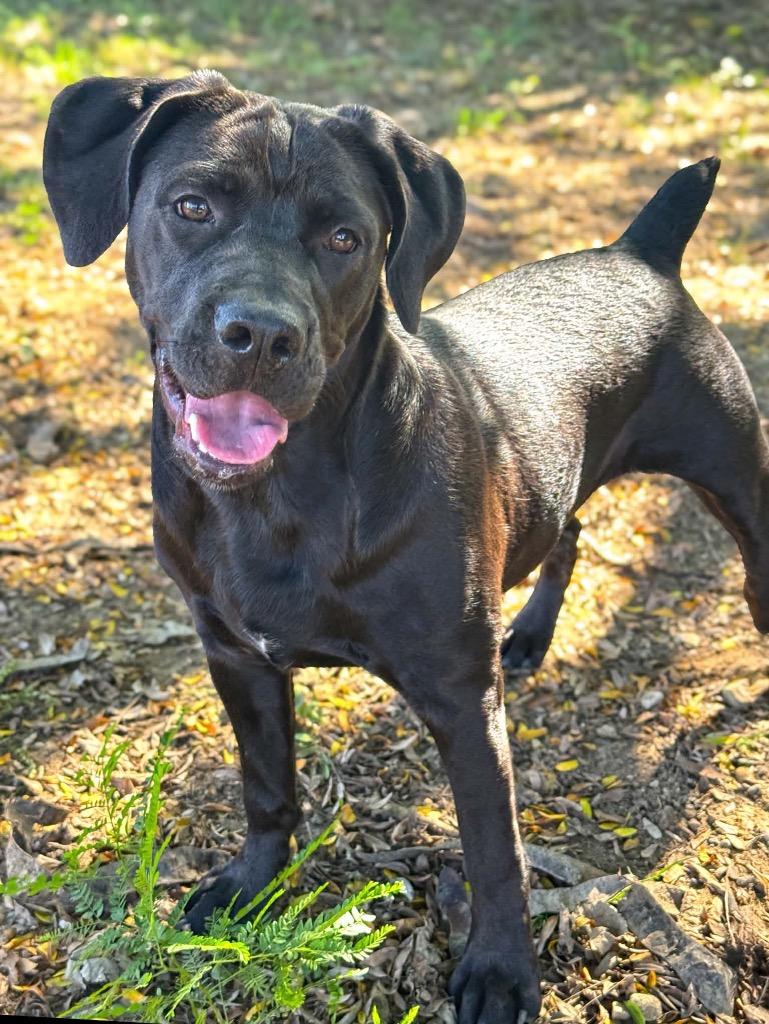 Winnie, Adoptable, Puppy Female Labrador Retriever & Rottweiler.