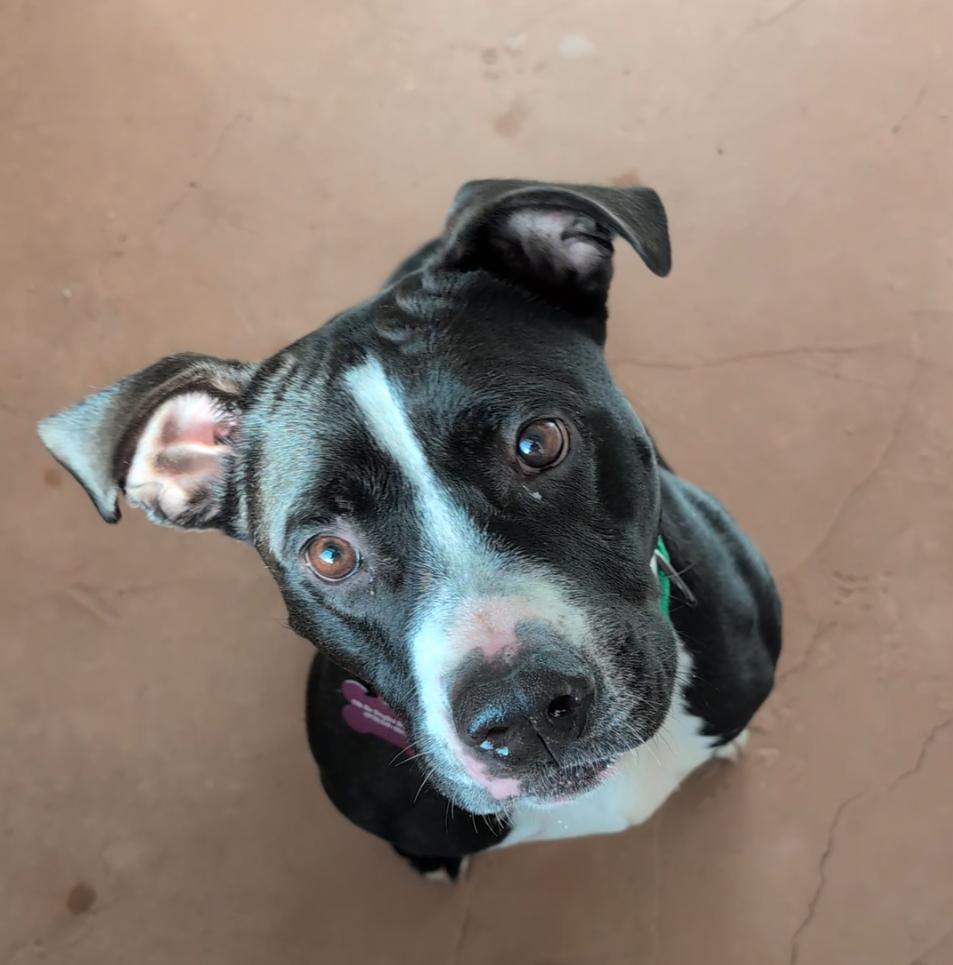 Captain, ADOPTABLE, Adult Male Staffordshire Bull Terrier.
